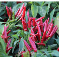 HP17 Zilu sehr heiß, F1 Hybrid Peperoni / Chilisamen in Gemüsesamen